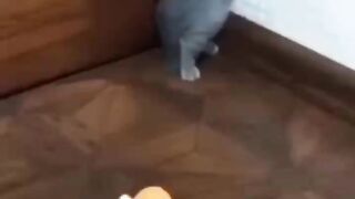 Funny cats