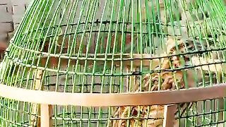 I am in the cage ll cage ll cahe
