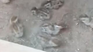 Chicks of a chicken ll birds ll beautiful