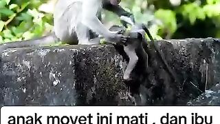 Ibu monyet