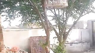 Cage in the tree