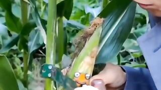 Meme funny video