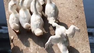 Funny clip video