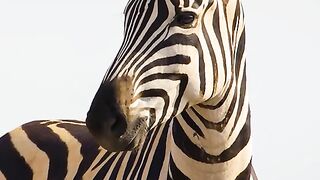 World wild life