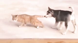 Dog VS Cat "The Joyful Rebellion of the Cats"