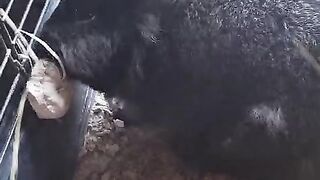 Animal