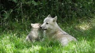 #cute babies of dog with her mother#