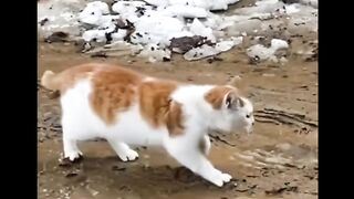 Cat funny