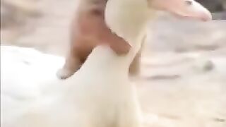 Dong and duck friendship ???? ????