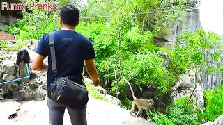 New_funny_monkey_videos_2023