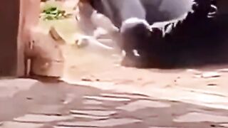 Top_Funny_Comedy_video_top_trand