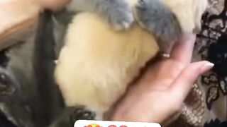 Cute baby animals ????????