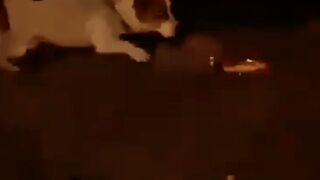 Verg Funny Dog running with fireworks