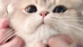 How cute is the cat Amy God with his mistress????