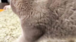 Check out the voice of Omai Court Cat how cute it is