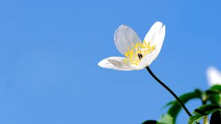 Flower beauty 0058