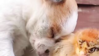 How happy a chick is with a dog so cute