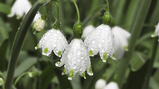 Flower Beauty,Nature beauty 0057
