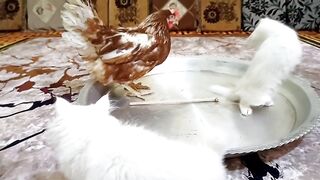 Funniest Animals 2022 ???? Funniest Cats and Dogs ???????? Part 24 | Pets Family