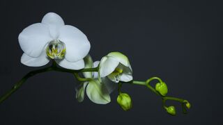 Flower beauty 0056