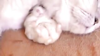 Baby Cats - Cute and Funny Cat Videos Compilation #19 | Aww Animals