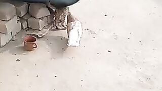 Kaboter vs cat funny vidio