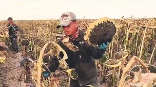 Farming