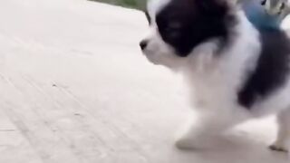 Dog Puppy And Parrot Playing With Each Other's
