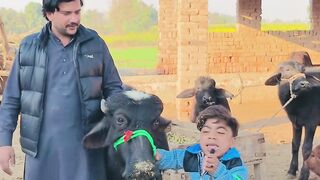 don tiktok,malik don ki shadi,malik don