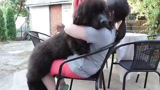 The 11 biggest dogs in. The world