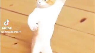 funny cat