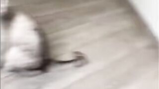Animal so cute