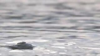 8 times wild animals surrounds its prey so can't escape