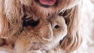 The Bunny Thinks Dog is His Camouflage