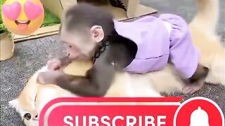 monkey and cat  best moment