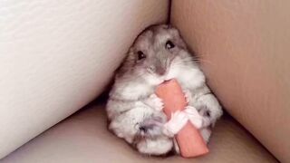 Hamster is Tiny food lover!