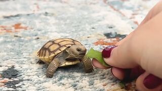 Turtle Cub With His Morning breakfast