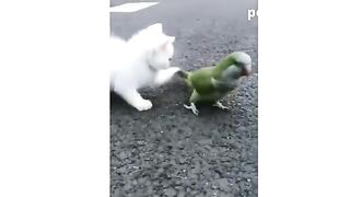 Funny animals