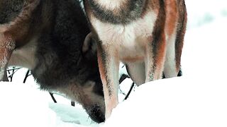 Two Wolf on Purposes or Accident?