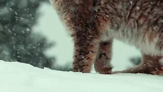 What a beautiful lynx