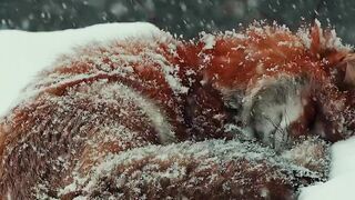 The foxes are loving the fresh powder snow