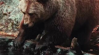 Nora The Bear will do anything to not get wet