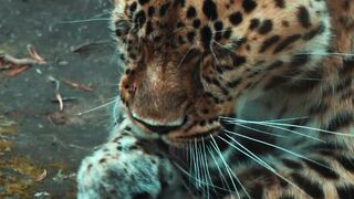 Mandatory grooming