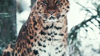 the Amur leopard is one of the most critically endangered cats on earth