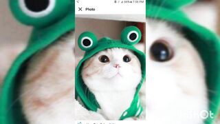 cute cat