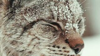 It’s so peaceful here ~ Lynx