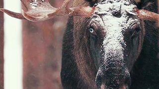 The moose mating season is over for this year
