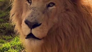 The king of the jungle