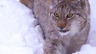 Stealth is extremely important for the lynx to have a successful hunt