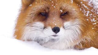 The Red fox, Remains Red All Year Around